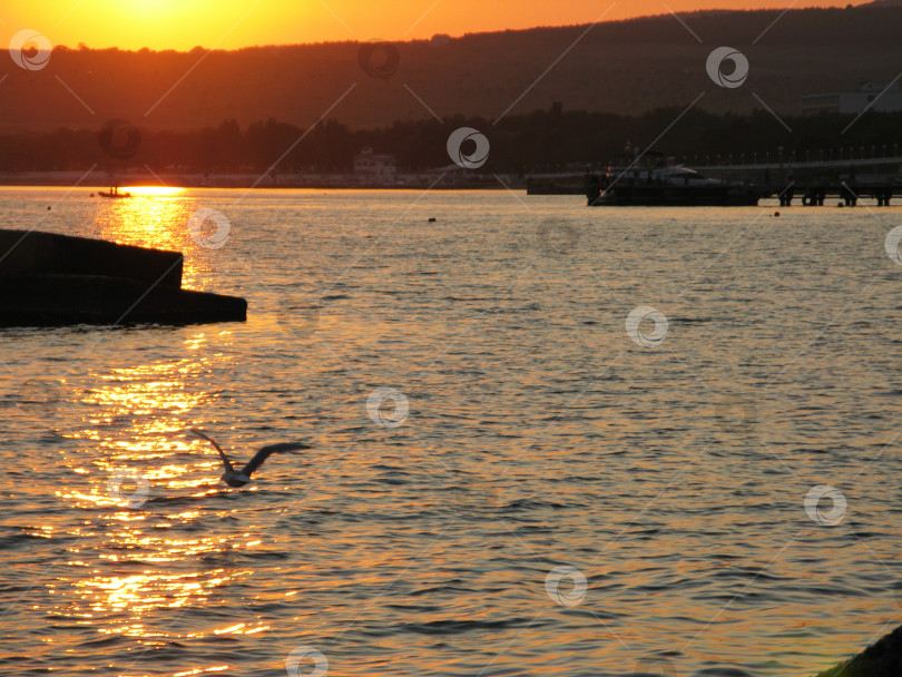 Скачать Фантастическое оранжевое море океан закат солнце небо чайка птица фото фотосток Ozero