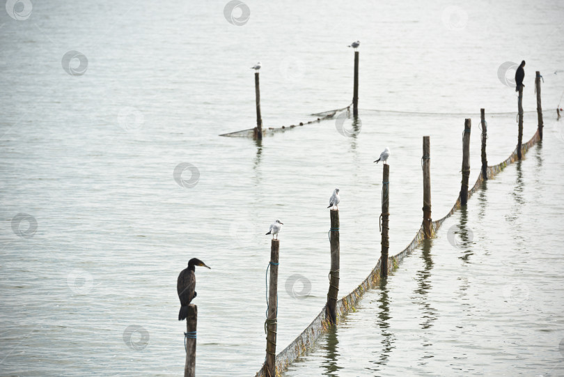 Скачать Пейзаж Северного моря фотосток Ozero