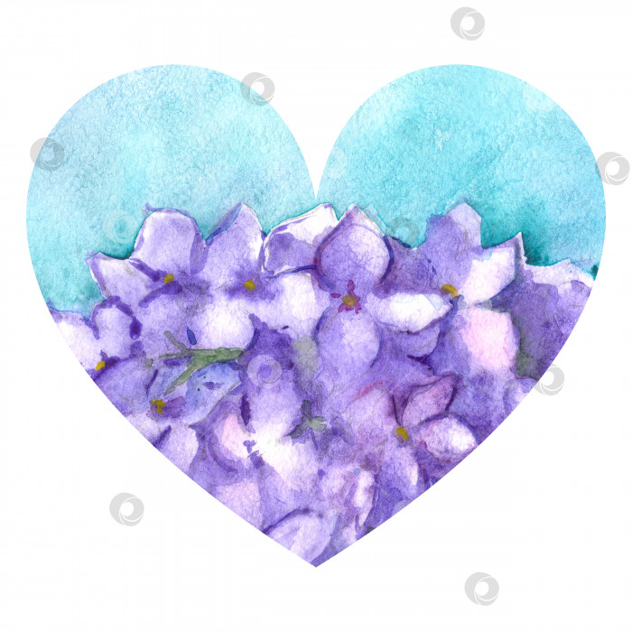 Скачать Акварельный цветок цветочная гортензия сирень природа сердце любовь иллюстрация изолированная фотосток Ozero
