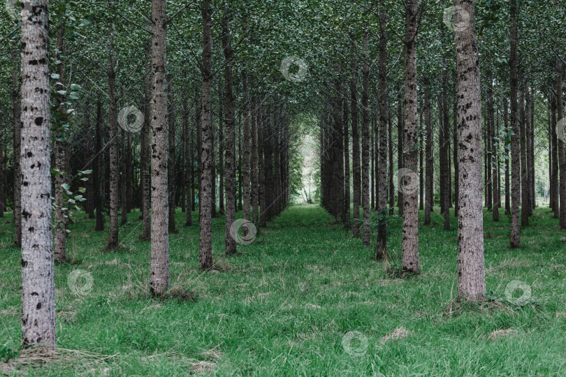 Скачать Деревья, посаженные в ряд в лесу фотосток Ozero