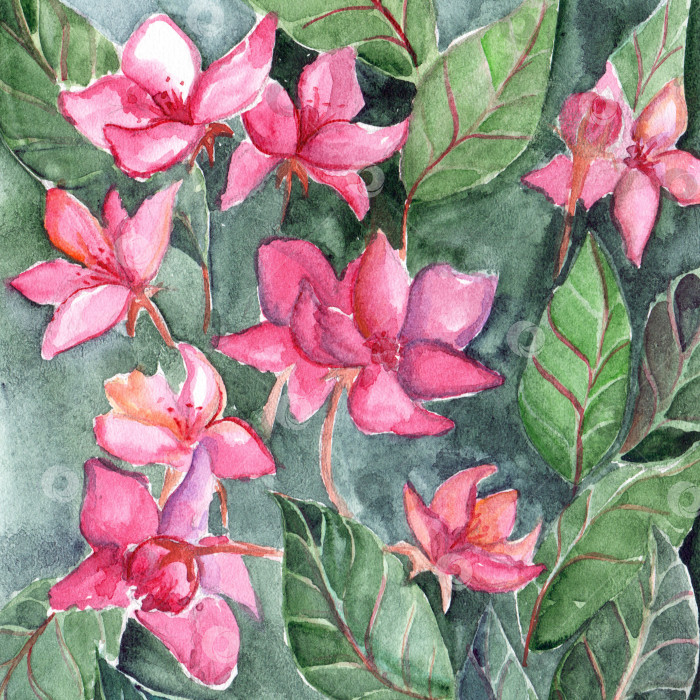 Скачать Акварель розовые цветы лист цветочная текстура фона фотосток Ozero