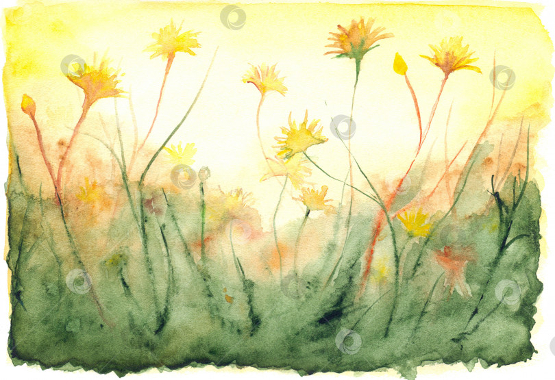 Скачать Акварель, желтое сияние солнца, полевой пейзаж с одуванчиками фотосток Ozero