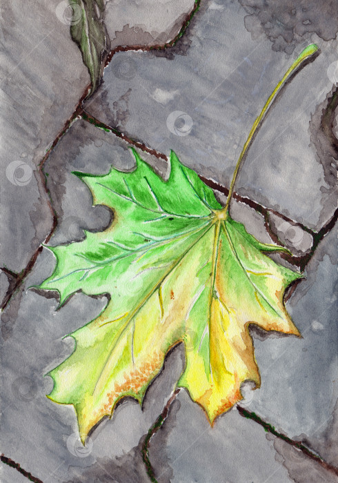 Скачать Акварель осеннего клена, опавший лист на асфальте фотосток Ozero