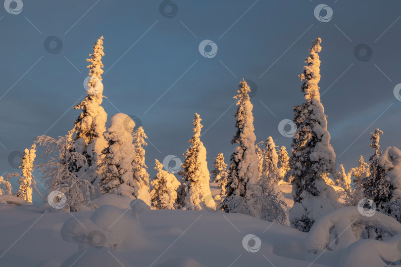 Скачать Зимний пейзаж с заснеженными деревьями и горами. фотосток Ozero