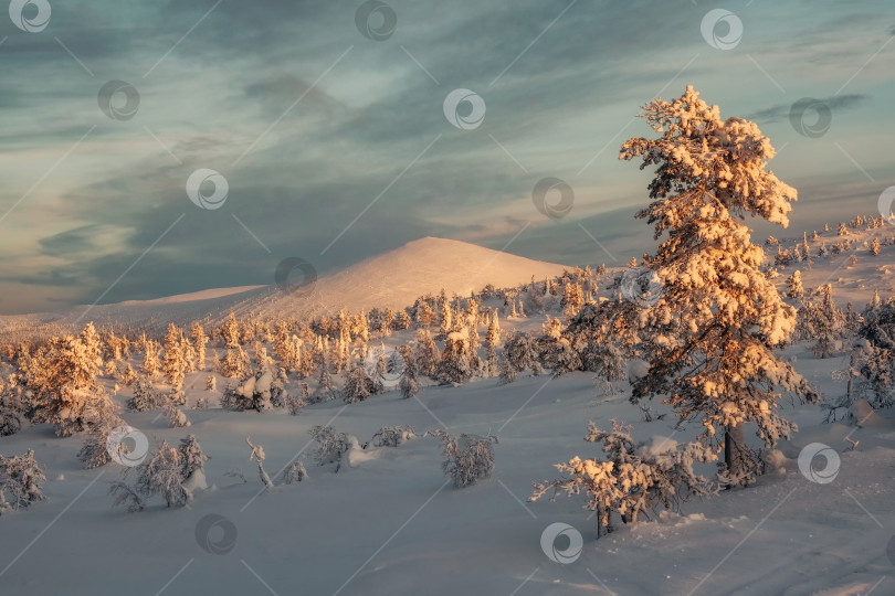 Скачать Рассветы и закаты зимней снежной ели. фотосток Ozero