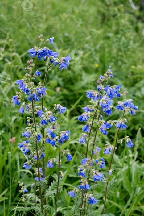 Скачать Красивые синие полевые цветы cyanosis blue, Polemonium coeruleum l. фотосток Ozero