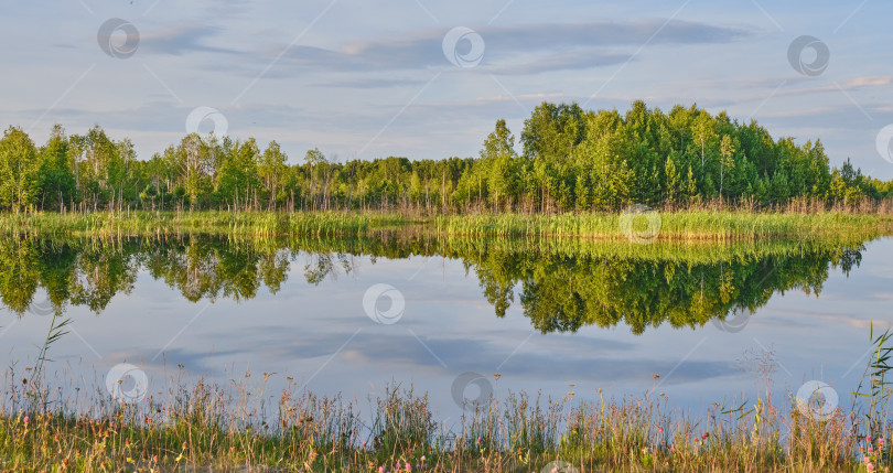 Скачать На гладкой водной глади озера отражаются зеленые деревья и трава, голубое облачное небо. Сибирь, Россия фотосток Ozero