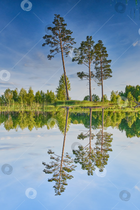 Скачать Отражение трех сосен на поверхности воды фотосток Ozero