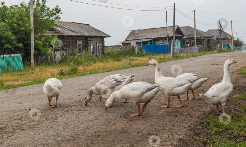 Скачать Белые гуси на улице в сибирской деревне. Россия. фотосток Ozero