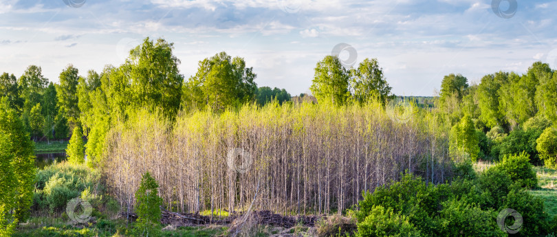 Скачать Весенний пейзаж. Молодые березы, освещенные солнцем. фотосток Ozero