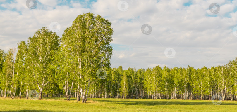 Скачать Летний солнечный пейзаж. Березовый лес фотосток Ozero