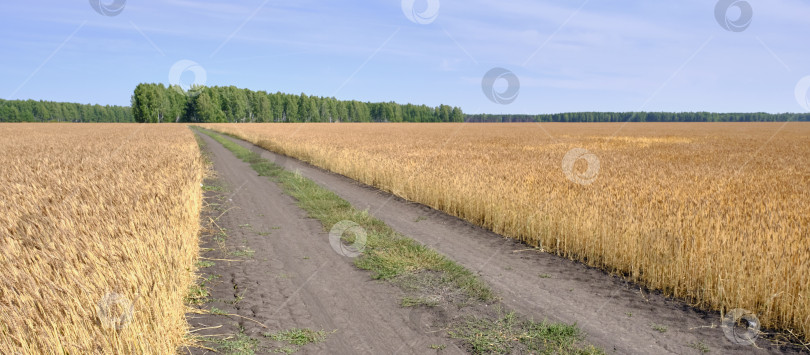 Скачать Дорога среди пшеничного поля фотосток Ozero