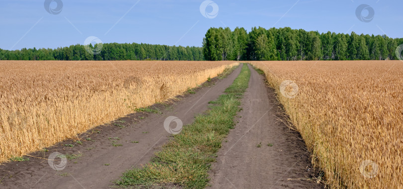 Скачать Дорога среди пшеничного поля фотосток Ozero