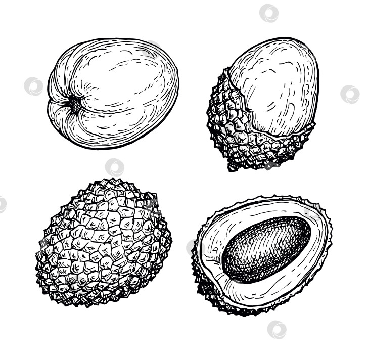 Скачать Набор для рисования тушью с изображением плодов личи. фотосток Ozero