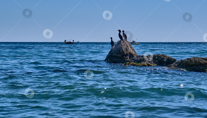 Скачать Три баклана стоят на камне у моря. Неподалеку проплывают люди на катамаранах. фотосток Ozero