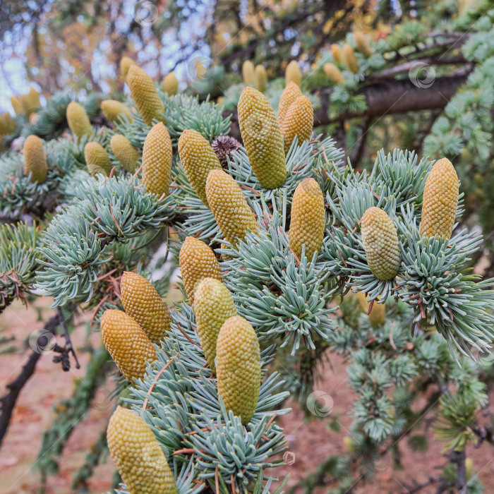 Скачать Ветка атласского кедра с шишками. Cedrus atlantica фотосток Ozero