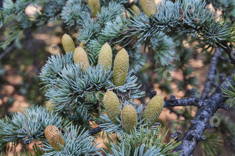 Скачать Ветка атласского кедра с шишками. Cedrus atlantica фотосток Ozero