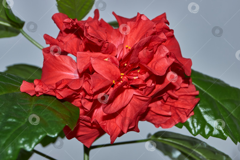 Скачать Китайская роза или гибискус китайский (лат. Hibiscus rosa-sinensis). фотосток Ozero