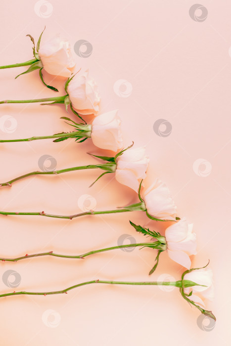 Скачать Композиция из свежих розовых роз фотосток Ozero