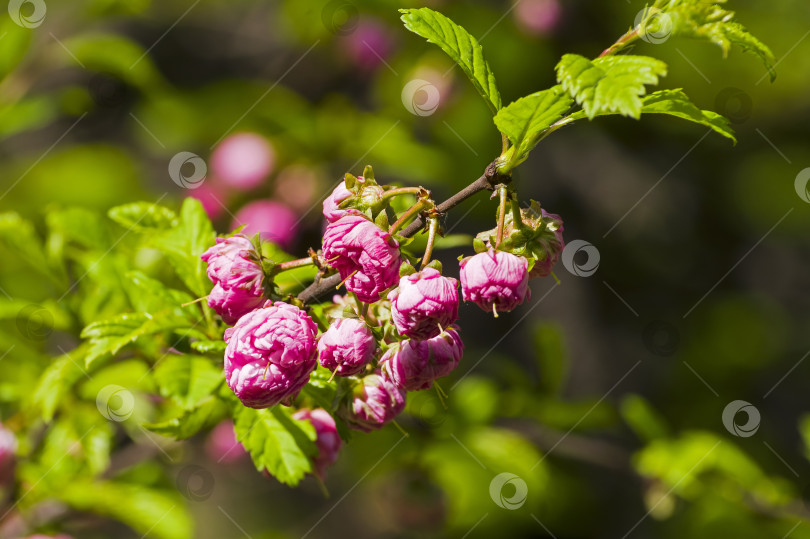 Скачать Цветущий миндаль (Prunus triloba) фотосток Ozero