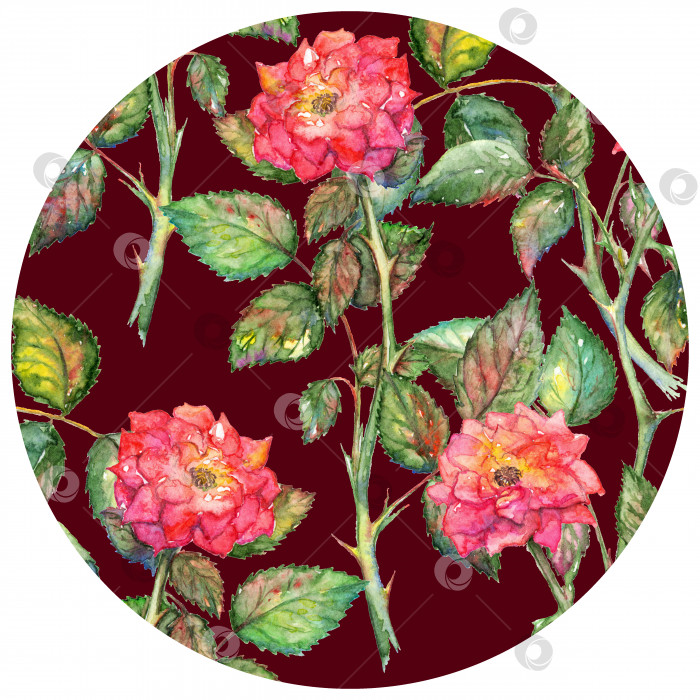 Скачать Акварель розовые розы круговой узор текстурный фон фотосток Ozero