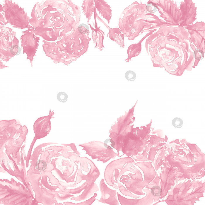 Скачать Акварель монохромная розово-белая роза цветок пиона цветочная композиция рамка рамка шаблон образца фона фотосток Ozero