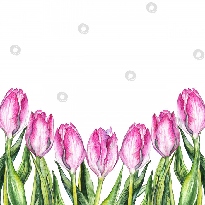 Скачать Акварель розовый цветок тюльпана природная рамка-бордюр фотосток Ozero