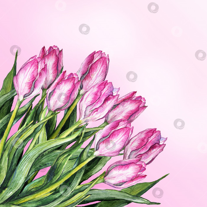 Скачать Акварель розовый тюльпан композиция букета цветов природа набор изолированный фотосток Ozero