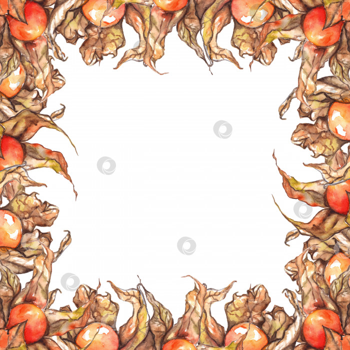 Скачать Акварельно нарисованный от руки физалис зимняя вишня капский крыжовник фрукты ягода в изолированной рамке фотосток Ozero