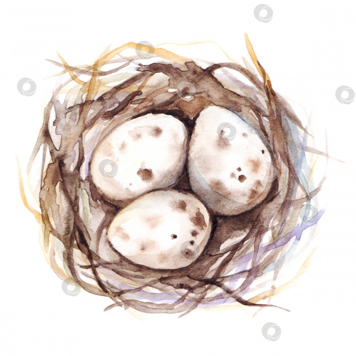 Скачать Нарисованное вручную акварелью гнездо с перепелиными яйцами изолированное искусство фотосток Ozero