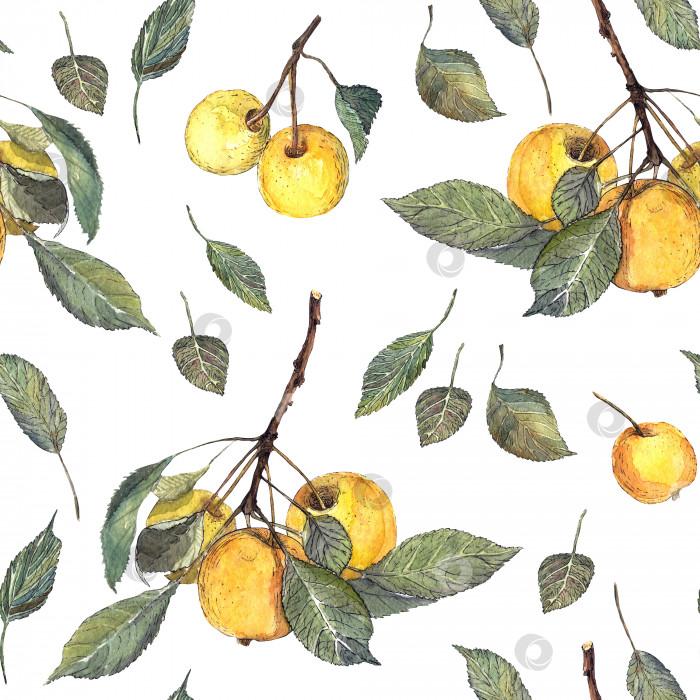 Скачать Акварельный бесшовный рисунок ручной работы с яблочной веткой, листьями и желтыми яблоками. фотосток Ozero