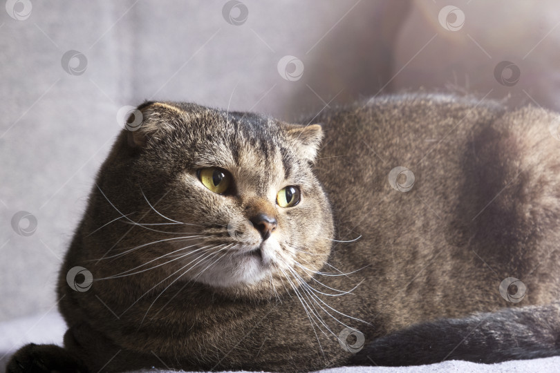 Скачать Красивая шотландская вислоухая кошка лежит на сером диване фотосток Ozero