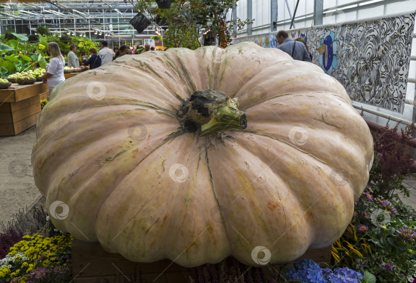 Скачать Тыква (Cucurbita maxima). фотосток Ozero