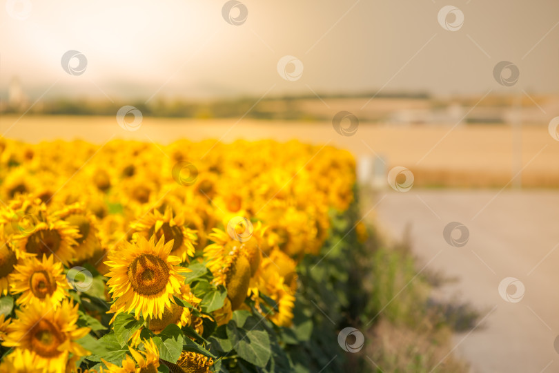 Скачать Поле подсолнухов фотосток Ozero