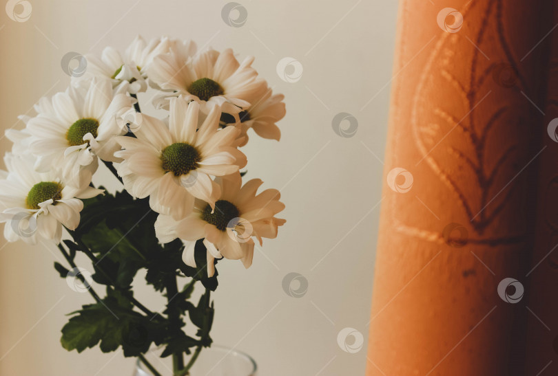 Скачать Белые хризантемы на окне фотосток Ozero