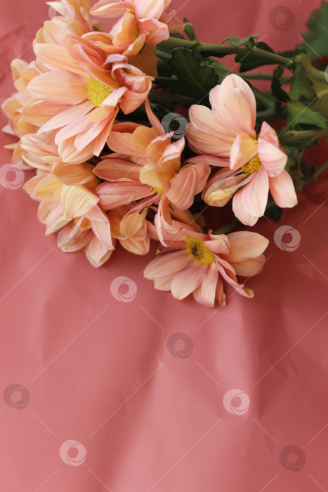 Скачать Бежевые хризантемы на бумаге для упаковки фотосток Ozero