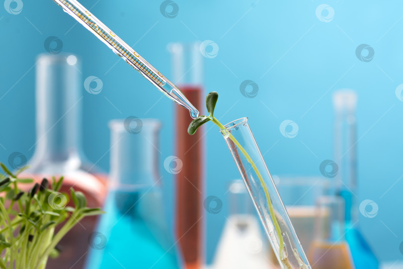 Скачать Микрогрин прорастает в химической пробирке. Исследование полезных свойств микрозеленых растений фотосток Ozero