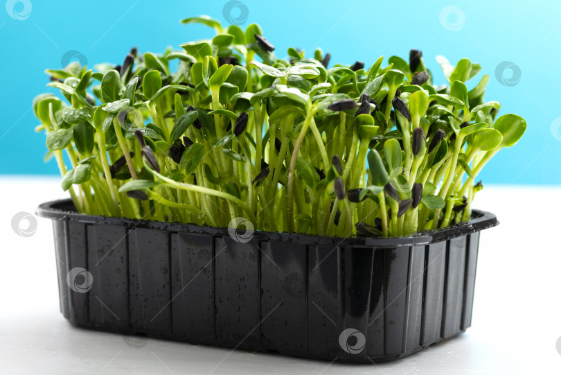 Скачать Микрозелени подсолнечника в пластиковом лотке на синем фоне. Микро- зеленые ростки - это полезный и свежий продукт фотосток Ozero