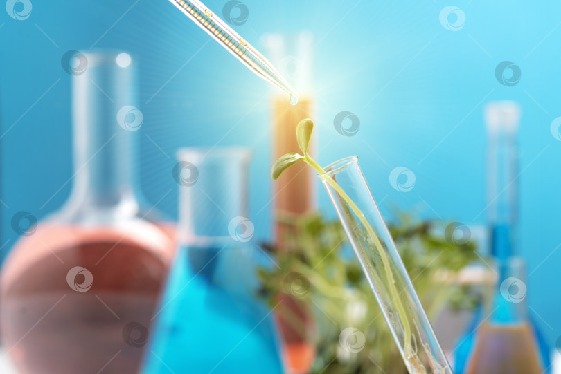 Скачать Зеленый росток в химической пробирке и химическая пипетка с каплей прозрачной жидкости на синем фоне фотосток Ozero