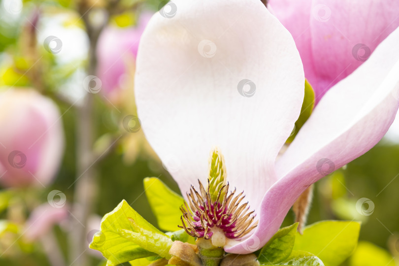 Скачать Розовый цветок магнолии с несколькими опавшими лепестками крупным планом фотосток Ozero