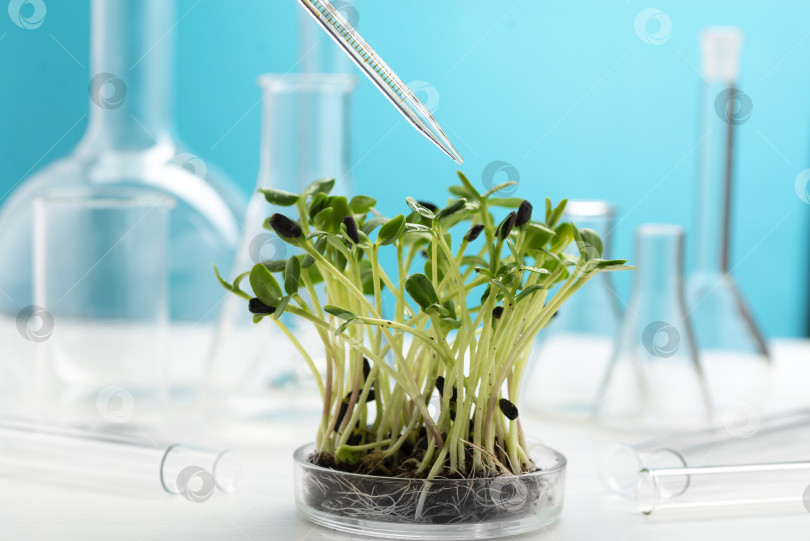 Скачать Микрозелени в чашке Петри на фоне множества химических колб. фотосток Ozero