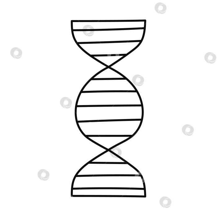 Скачать Симпатичная спираль ДНК в виде каракулей. Нарисованная от руки химическая структура ДНК-хромосомы как символ науки, медицины, молекулярной биологии, генетического кода. Научный клипарт с изображением спиральной генетической ДНК на белом фоне фотосток Ozero