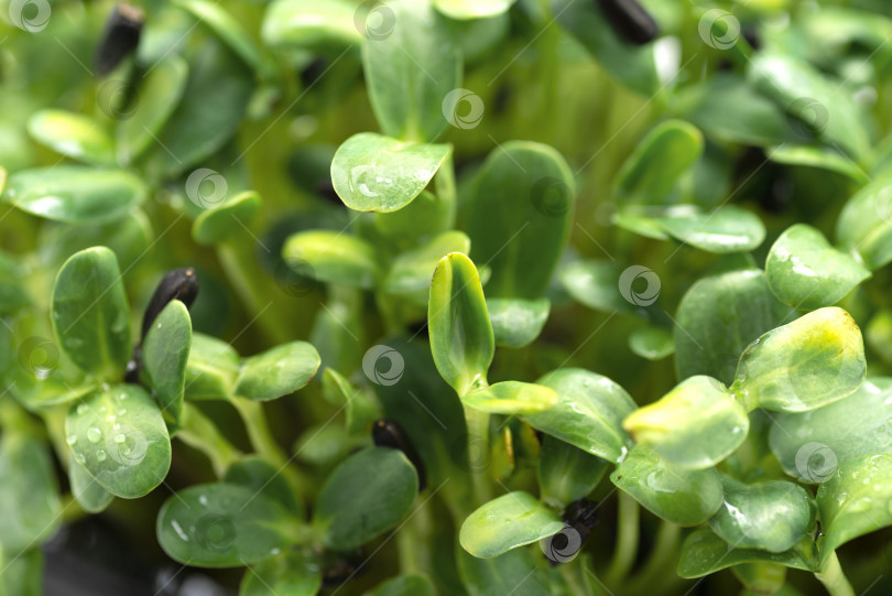 Скачать Фон из микрозеленой листвы. Крупный план микрозеленых растений подсолнечника. фотосток Ozero