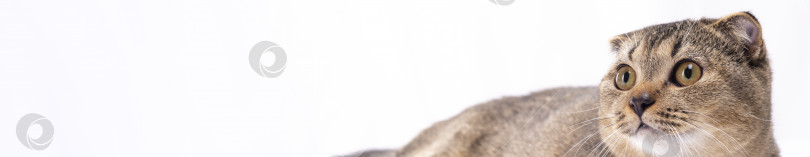 Скачать Серьезная шотландская вислоухая коричневая кошка с большими карими глазами на белом фоне фотосток Ozero