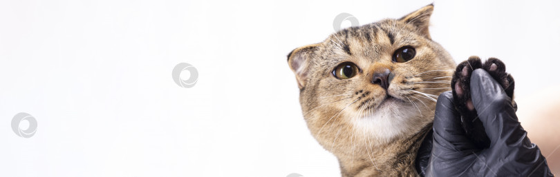 Скачать Шотландская вислоухая коричневая кошка показывает лапу с обрезанными когтями фотосток Ozero