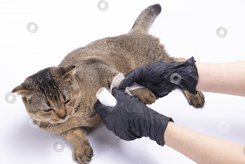 Скачать Ветеринар осматривает коричневую кошку породы Скоттиш-фолд и перевязывает ее поврежденную лапу фотосток Ozero