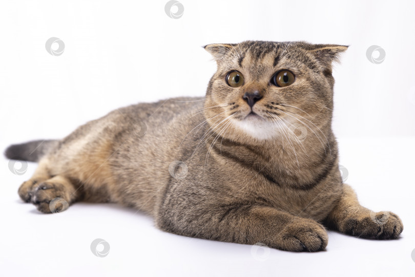 Скачать Серьезная шотландская вислоухая коричневая кошка с большими карими глазами лежит на белом фоне фотосток Ozero