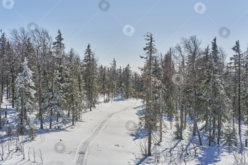 Скачать Зимний лес в солнечный день. фотосток Ozero