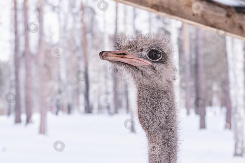 Скачать Портрет забавного страуса на ферме на фоне зимнего леса. фотосток Ozero