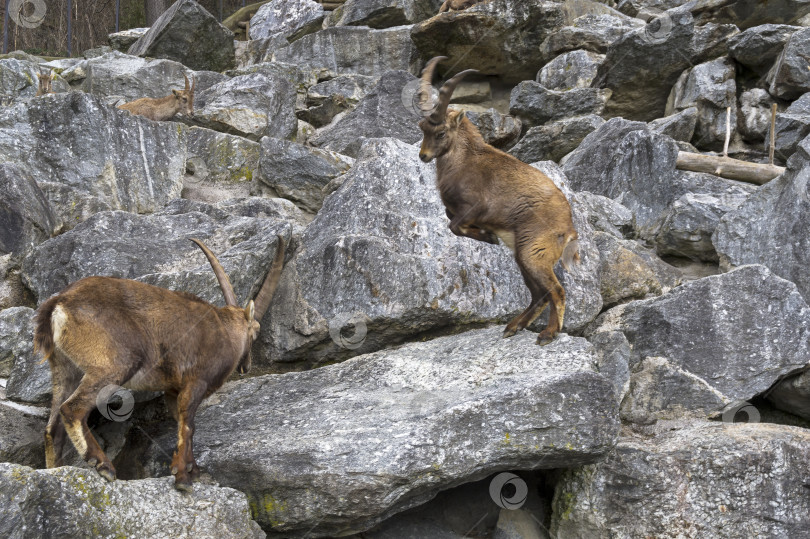 Скачать Два самца горного козерога (Capra ibex) дерутся. фотосток Ozero